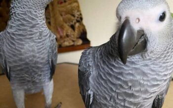 adorable African gray parrots