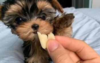 Yorkie puppies